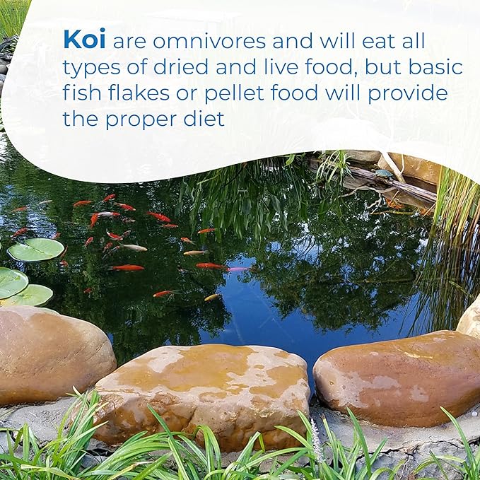 Toledo Goldfish Standard Fin Koi, Variety of Colors and Patterns - Beautiful Live Fish Perfect for Ponds, Tanks, and Aquariums - 6-8 Inches, 20 Count