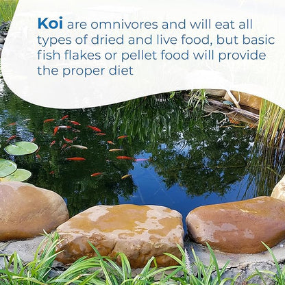 Toledo Goldfish Standard Fin Koi, Variety of Colors and Patterns - Beautiful Live Fish Perfect for Ponds, Tanks, and Aquariums - 6-8 Inches, 20 Count