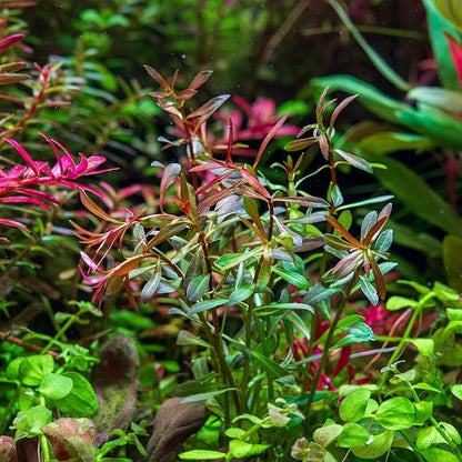 SubstrateSource Live Aquarium Stem Plants - Freshwater Aquatic Plant for Fish Tanks, Aquascaping - (Needle Leaf Ludwigia Arcuata, 1 Bunch)