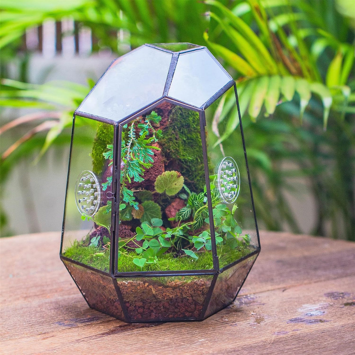 NCYP Closed Geometric Glass Enclosure with Front Opening Door & 2 Vent Holes for Insects, Succulent, Cacti - 7.9"x6.9"x9.8" Black Irregular Terrarium Planter - Home Garden Tabletop Decor (No Plants)