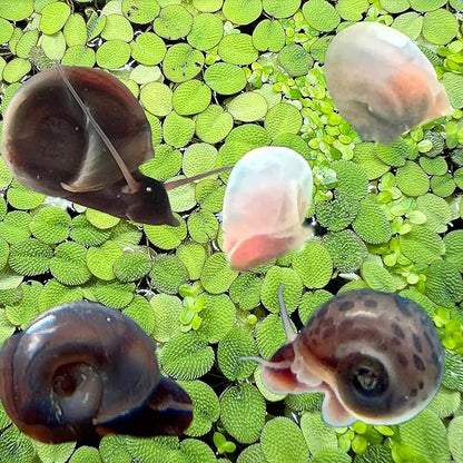 10 Live Ramshorn Snails by Dylfinds for Freshwater Aquarium/Pond Colony Start Clean-up Crew Planorbella Duryi (Variety Mix)