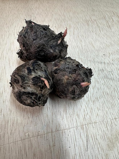 Dwarf Water Lily Bulb Nymphaea Stellata Live Aquarium Plant Guarantee to Grow Rhizome Root Also for Bonsai Bowl or Patio Water Feature Awesome Aquatic (1, Dwarf Water Lily)