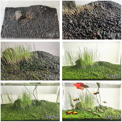 4 in 1 Aquarium Plant S.e.e.ds, no Artificial Plastic Plant, Live Grass for Fish Tank, fit All Substrate (0.36ozTiny+0.36oz Long+0.36oz Short+0.36oz Big Dual) ZQV-003