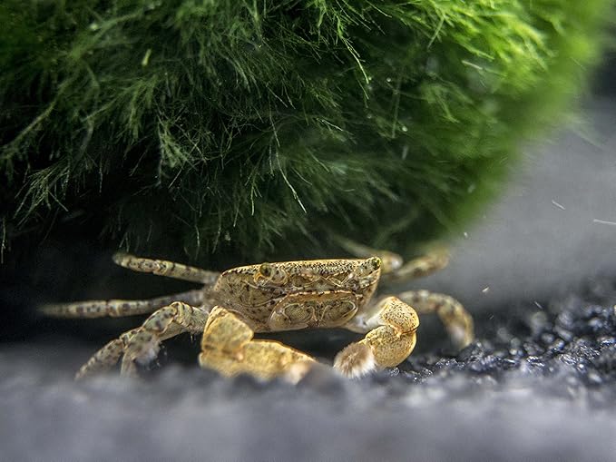 Aquatic Arts 3 Live Freshwater Pom Pom Crabs | Real Living Nano Aquarium Fish Tank Pet | Betta/Danio/Rasbora/Guppy Compatible