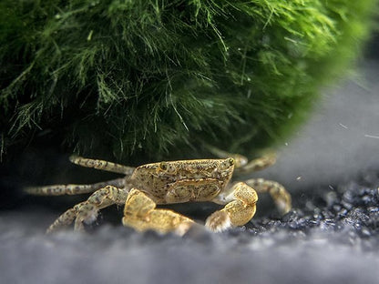 Aquatic Arts 3 Live Freshwater Pom Pom Crabs | Real Living Nano Aquarium Fish Tank Pet | Betta/Danio/Rasbora/Guppy Compatible
