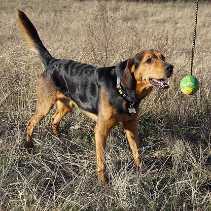 Dingo Nubby Dog Ball - Fully Rubber-Filled, with 60 cm Long Rope - Suitable for Fetching, Dog Sports, Agility, Playtime - Medium Size - Random Colour